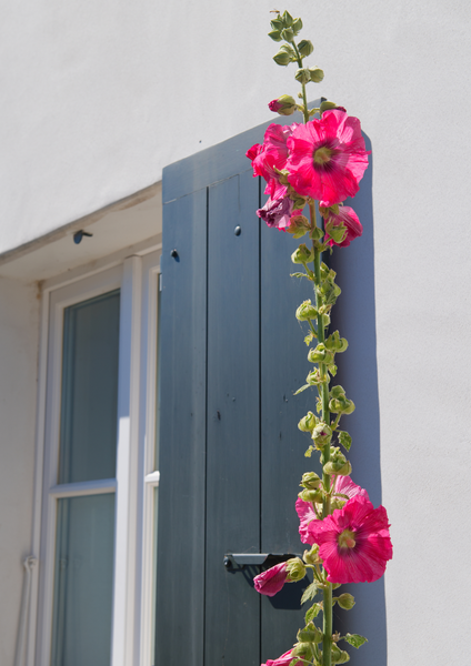 Roses de l’Île-de-Ré - Œuvre d’art originale — Miniature