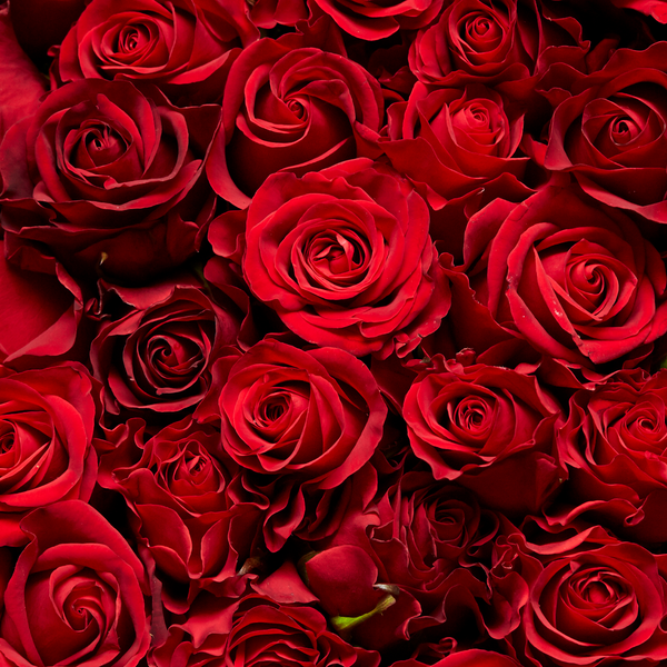 Une Lettre d’Amour – L’art d’aimer, en toute délicatesse